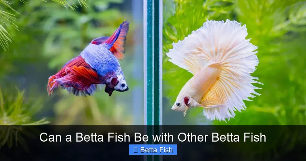 Can a Betta Fish Be with Other Betta Fish