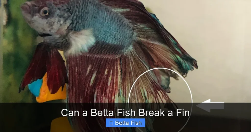Can a Betta Fish Break a Fin