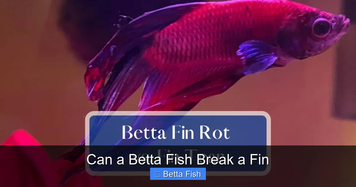 Can a Betta Fish Break a Fin