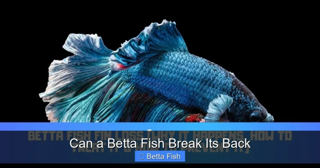 Can a Betta Fish Break Its Back