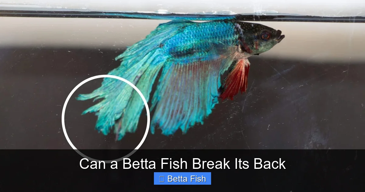Can a Betta Fish Break Its Back