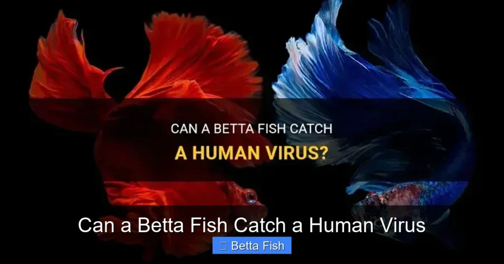 Can a Betta Fish Catch a Human Virus