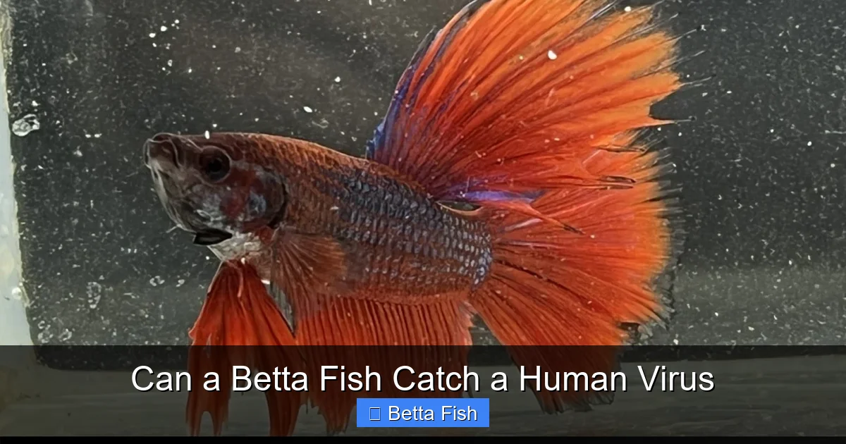 Can a Betta Fish Catch a Human Virus