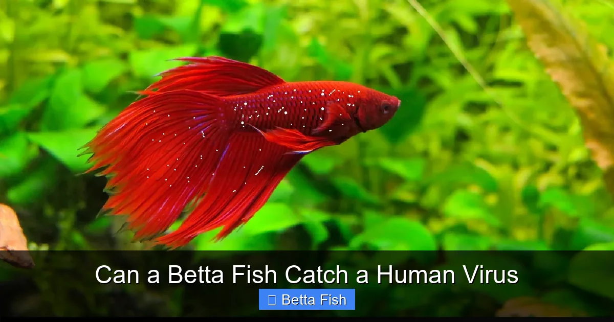 Can a Betta Fish Catch a Human Virus