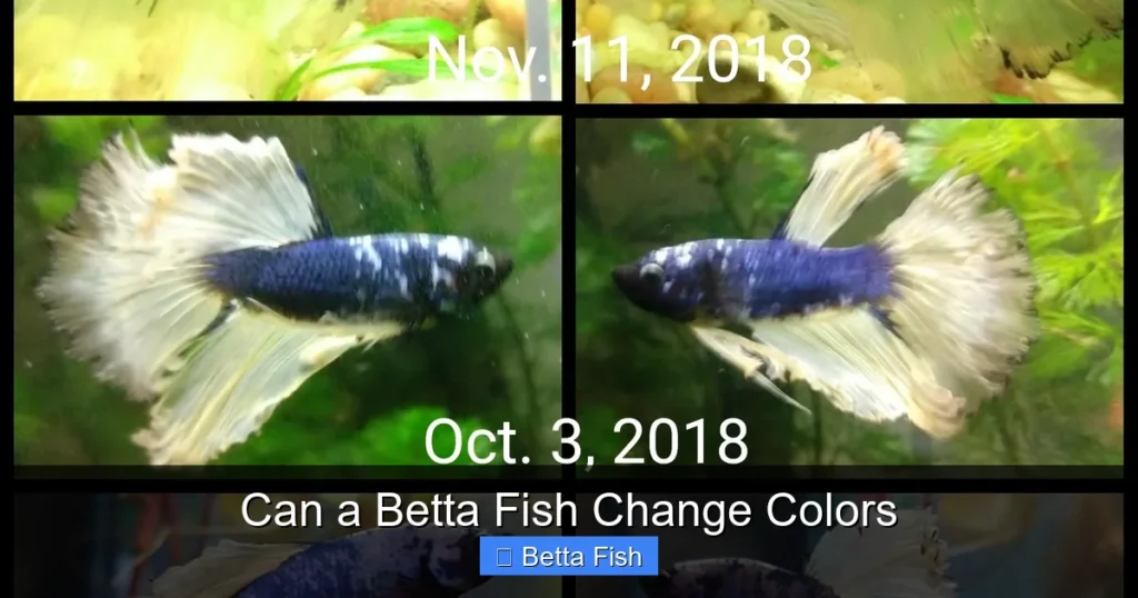Can a Betta Fish Change Colors
