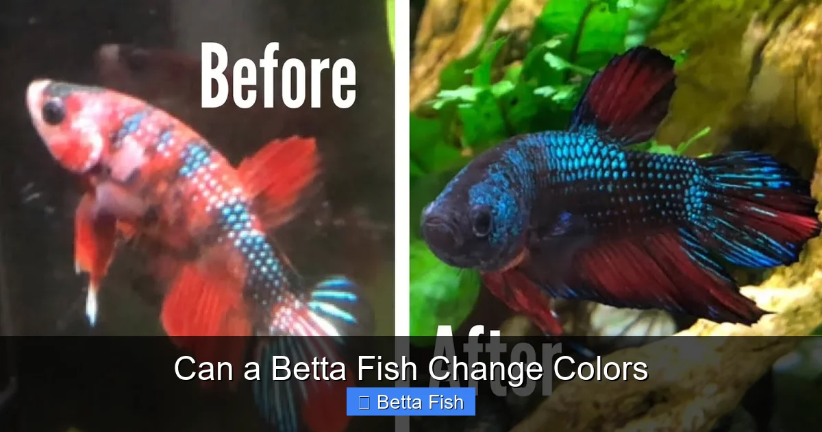 Can a Betta Fish Change Colors