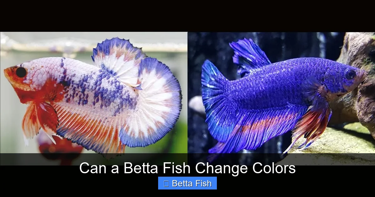 Can a Betta Fish Change Colors