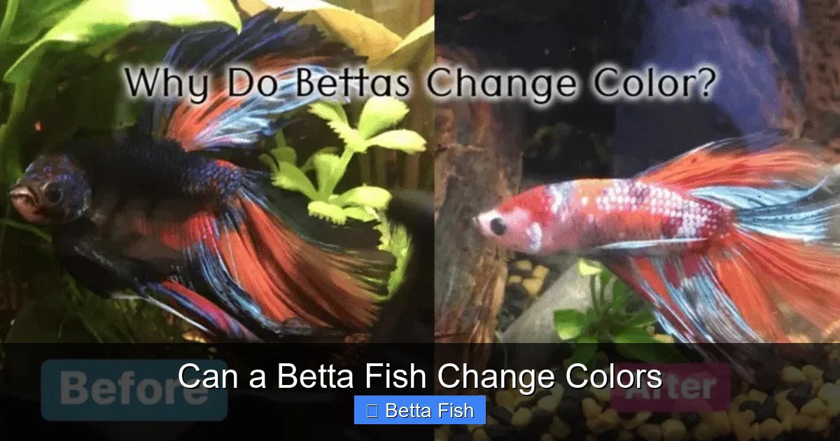 Can a Betta Fish Change Colors