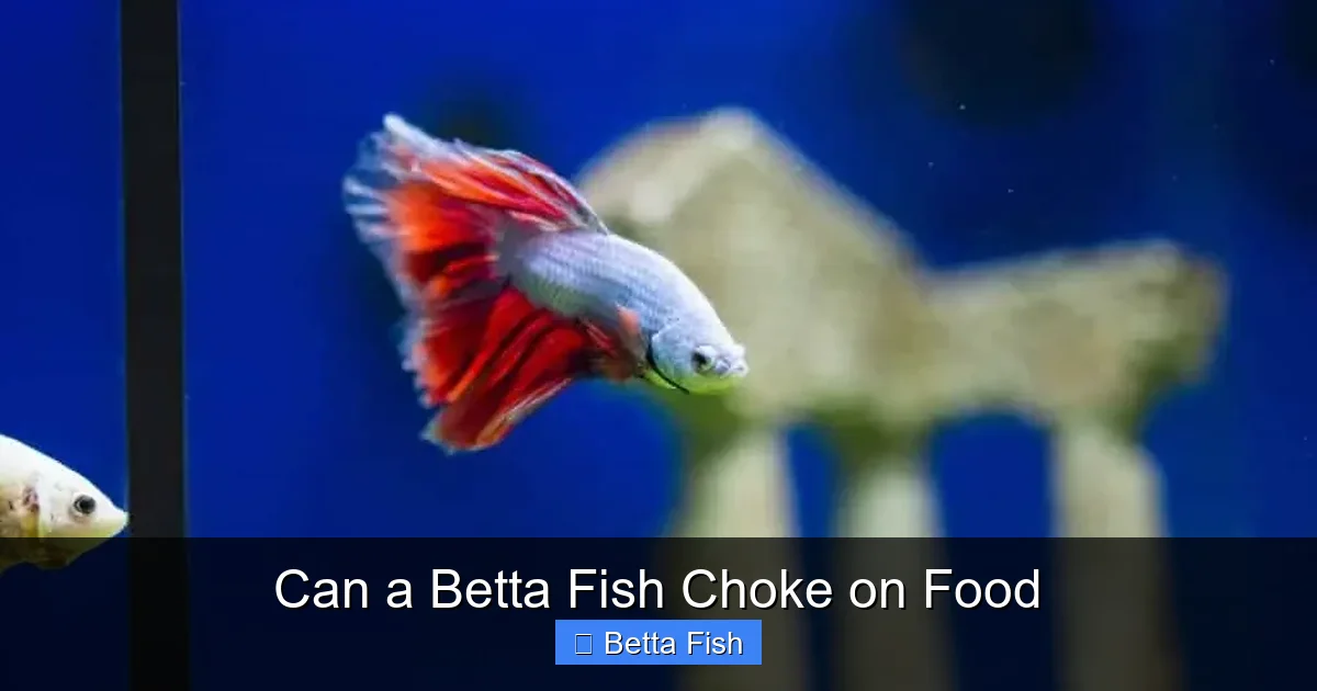 Can a Betta Fish Choke on Food