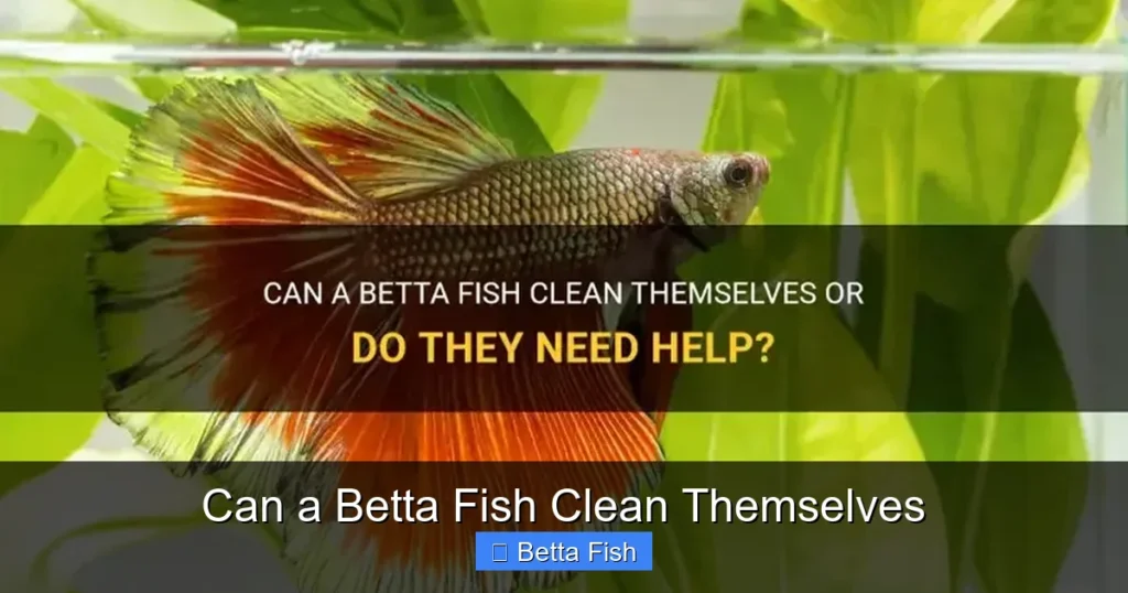 Can a Betta Fish Clean Themselves