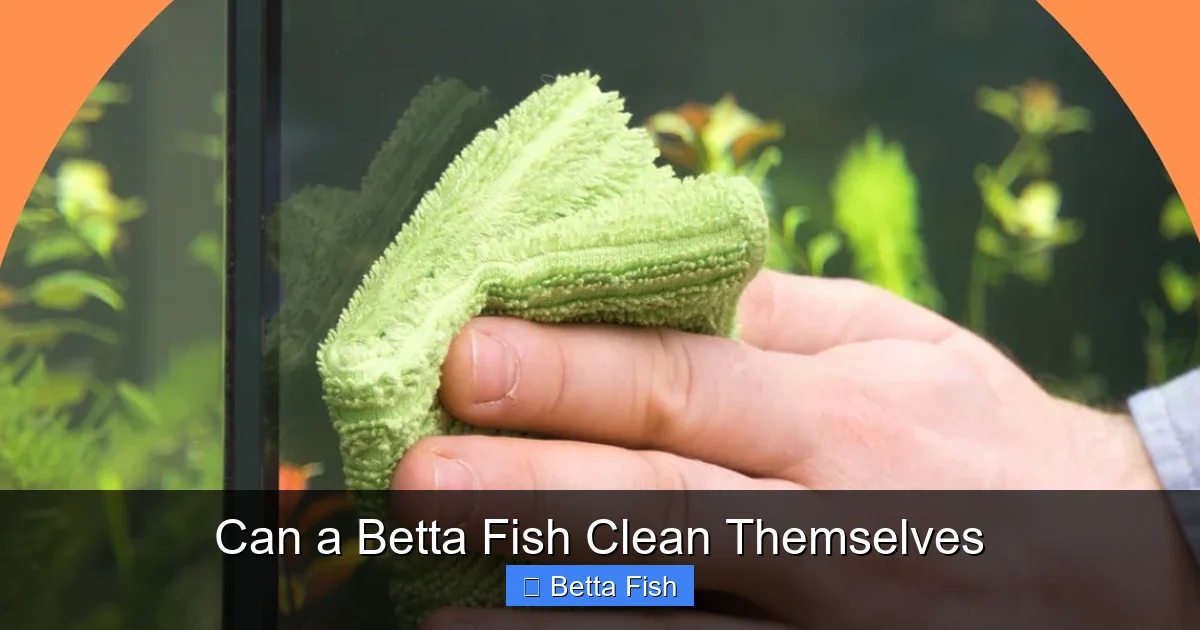 Can a Betta Fish Clean Themselves