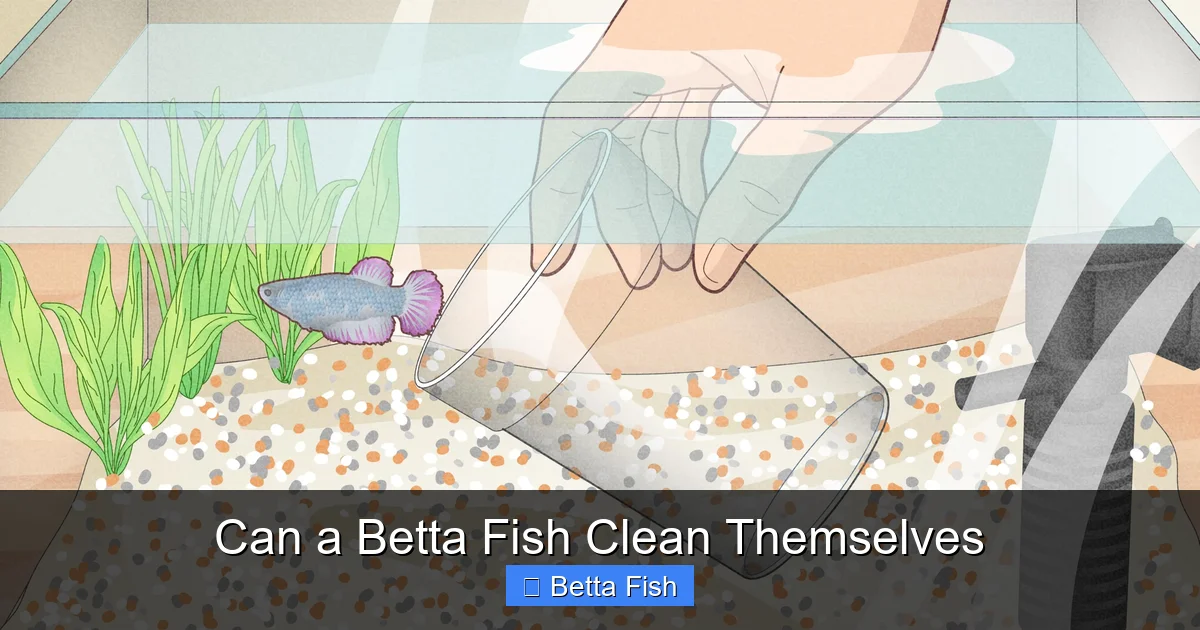 Can a Betta Fish Clean Themselves