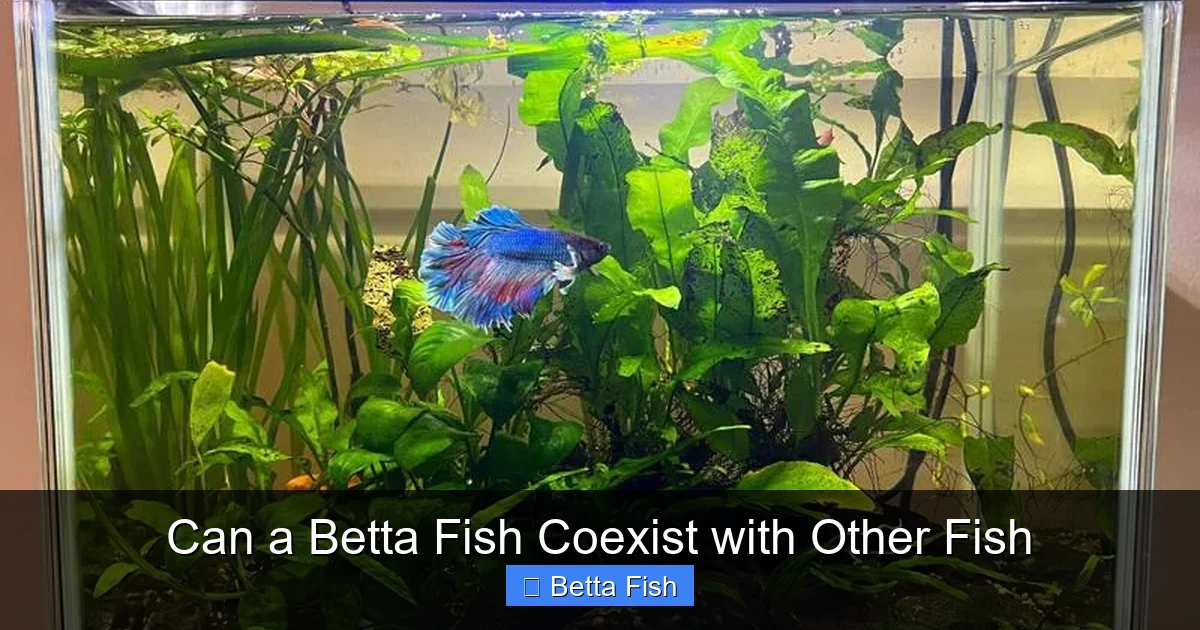 Can a Betta Fish Coexist with Other Fish