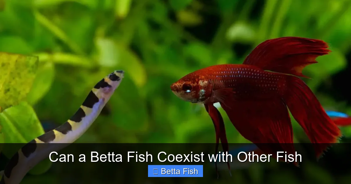 Can a Betta Fish Coexist with Other Fish