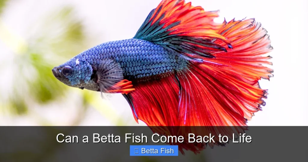 Can a Betta Fish Come Back to Life