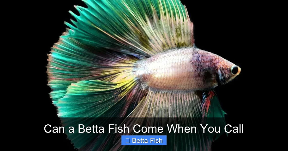 Can a Betta Fish Come When You Call