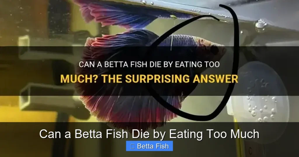 Can a Betta Fish Die by Eating Too Much