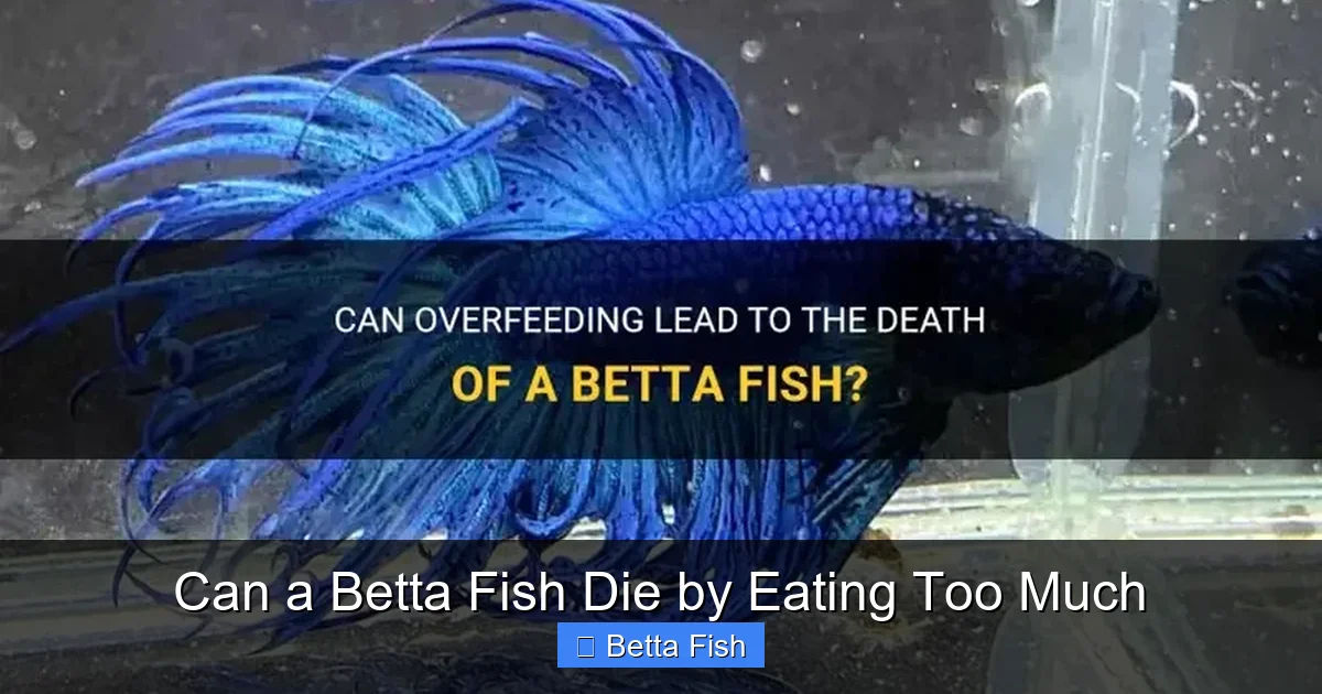 Can a Betta Fish Die by Eating Too Much