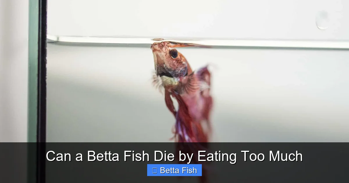 Can a Betta Fish Die by Eating Too Much