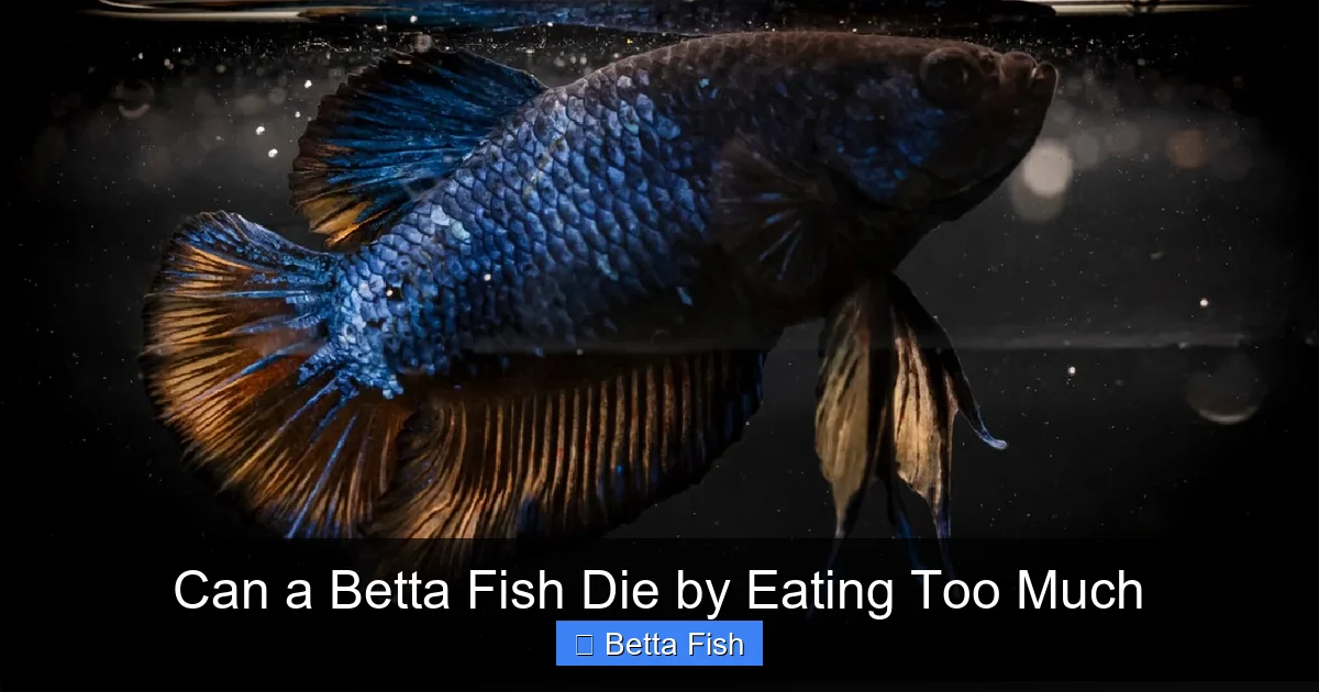 Can a Betta Fish Die by Eating Too Much