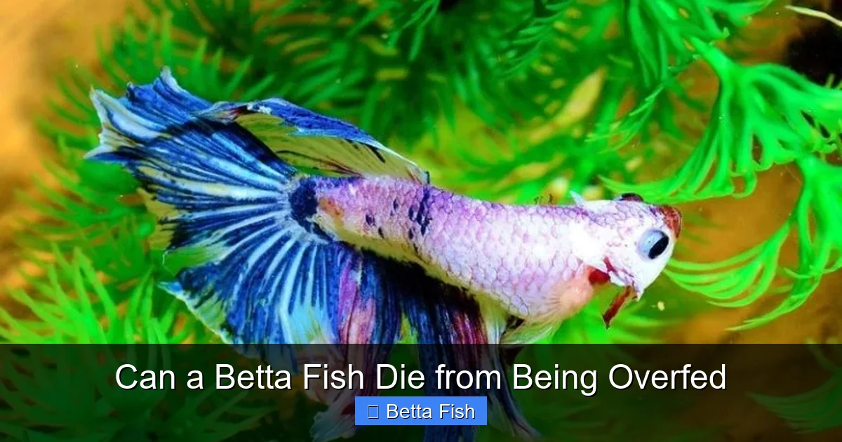 Can a Betta Fish Die from Being Overfed