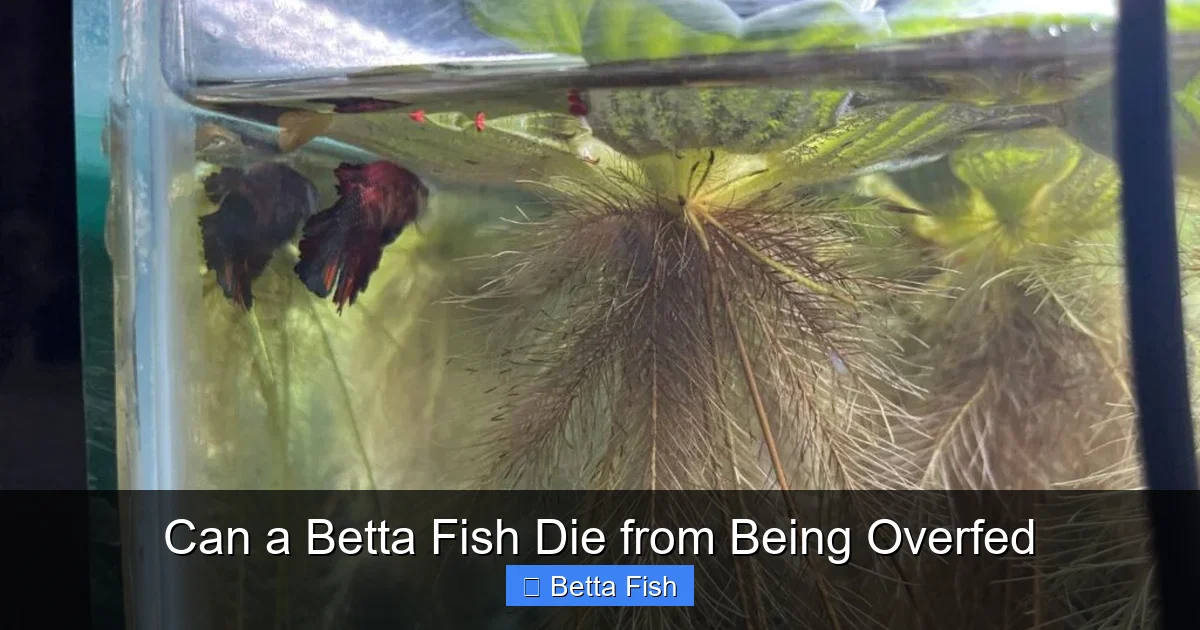 Can a Betta Fish Die from Being Overfed