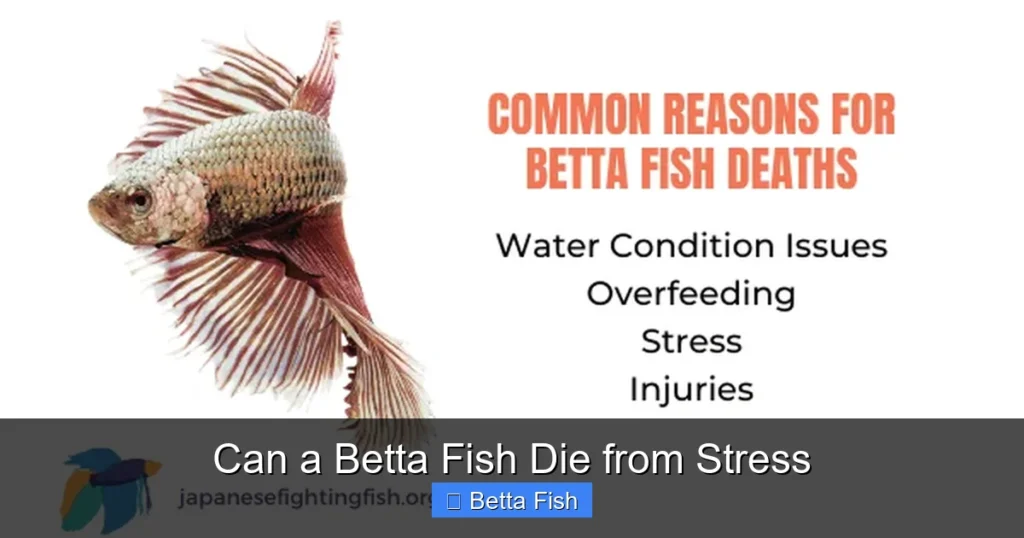 Can a Betta Fish Die from Stress