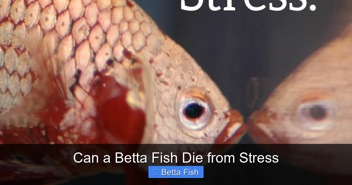 Can a Betta Fish Die from Stress
