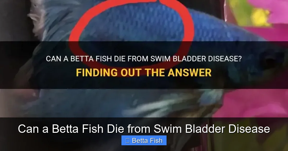 Can a Betta Fish Die from Swim Bladder Disease