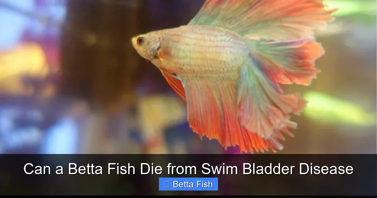 Can a Betta Fish Die from Swim Bladder Disease
