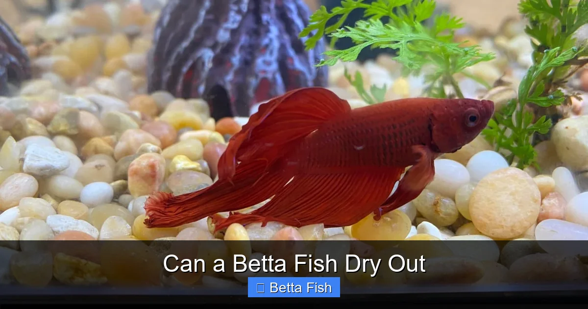Can a Betta Fish Dry Out