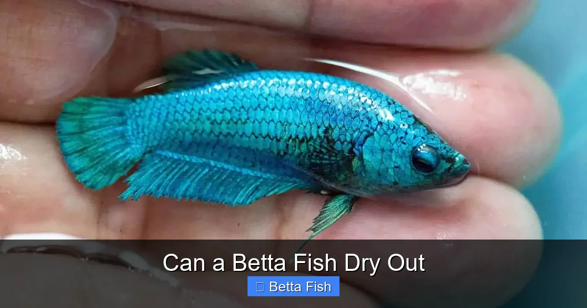 Can a Betta Fish Dry Out