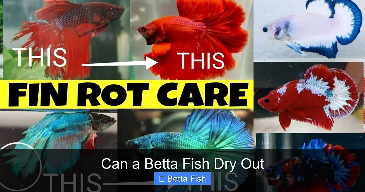 Can a Betta Fish Dry Out