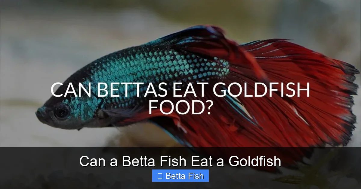 Can a Betta Fish Eat a Goldfish
