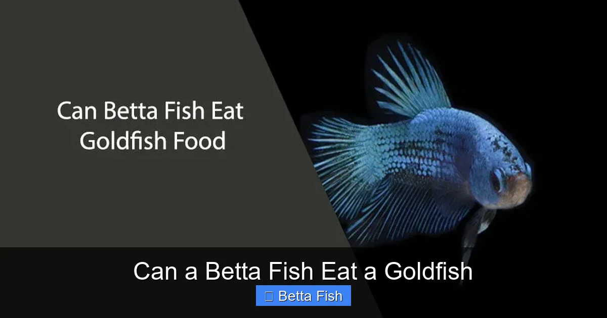 Can a Betta Fish Eat a Goldfish