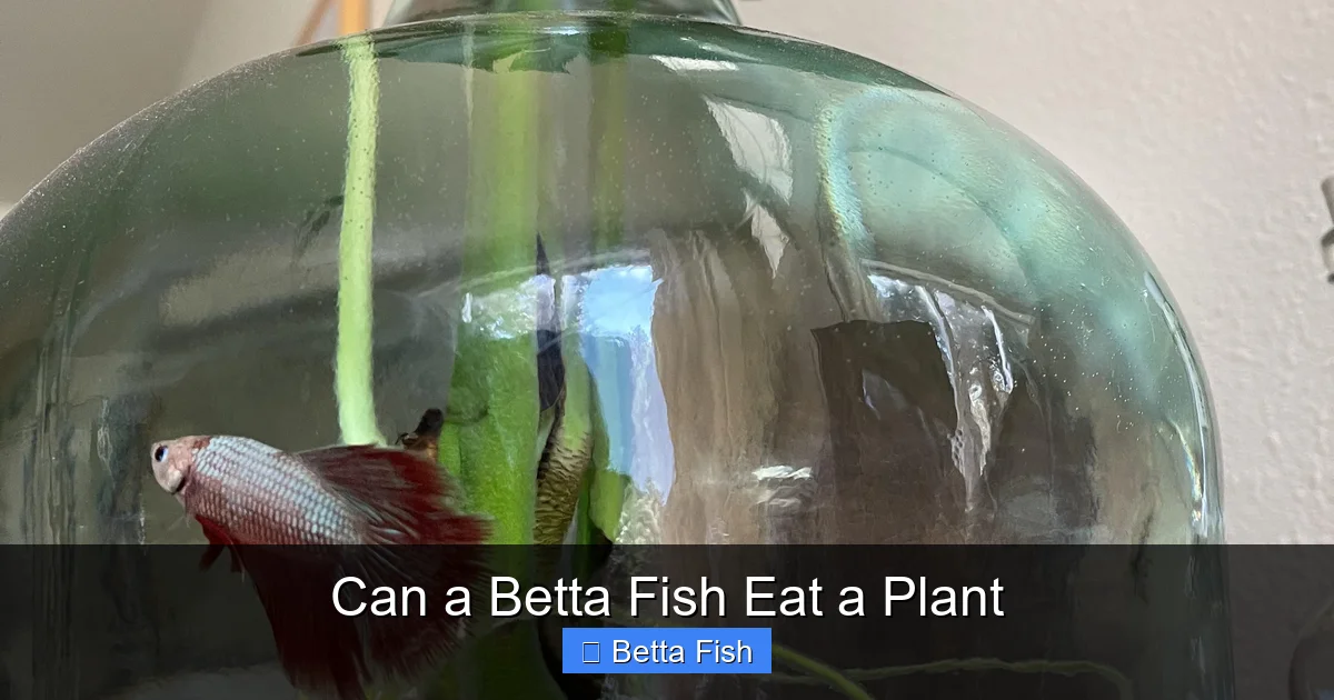 Can a Betta Fish Eat a Plant