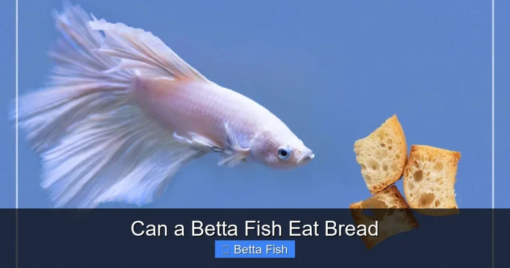 Can a Betta Fish Eat Bread
