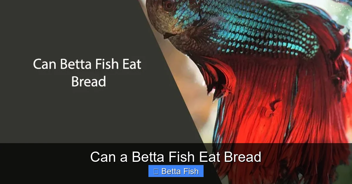 Can a Betta Fish Eat Bread