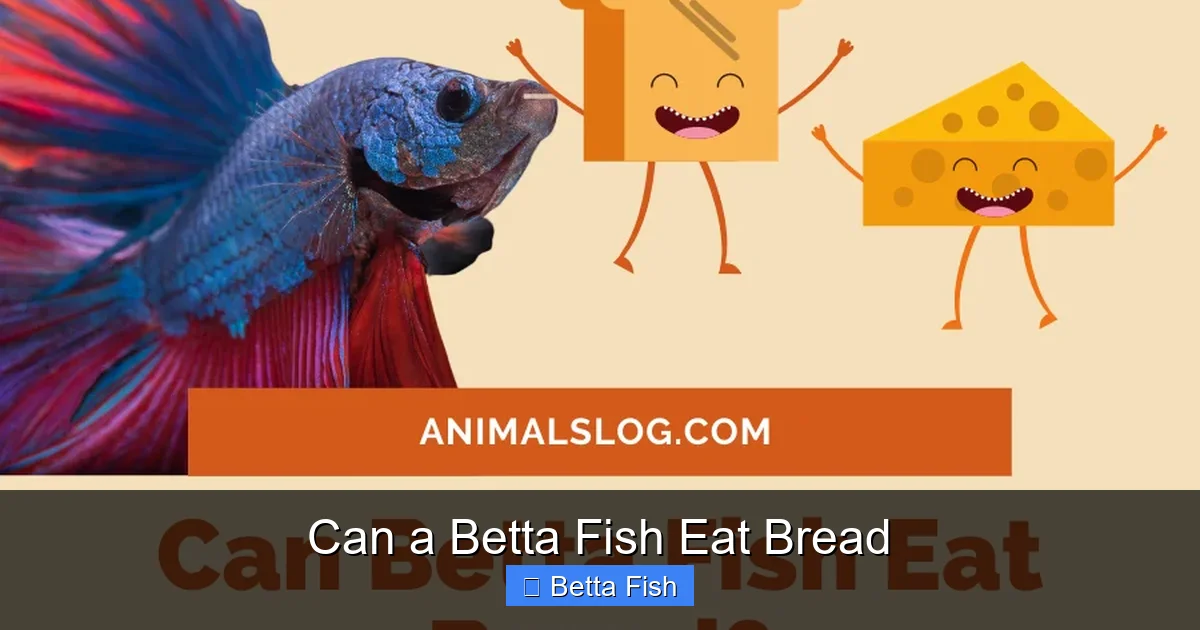 Can a Betta Fish Eat Bread