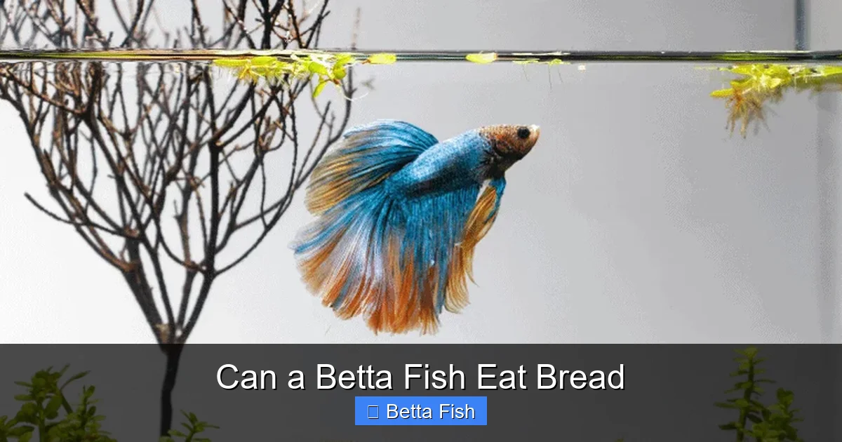 Can a Betta Fish Eat Bread