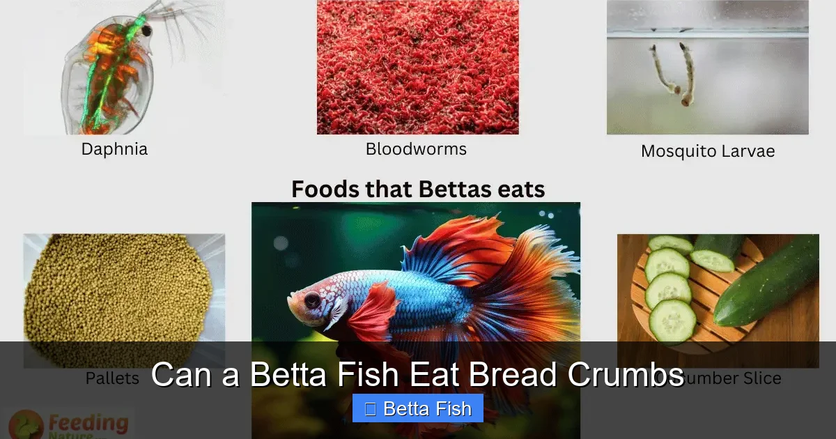 Can a Betta Fish Eat Bread Crumbs