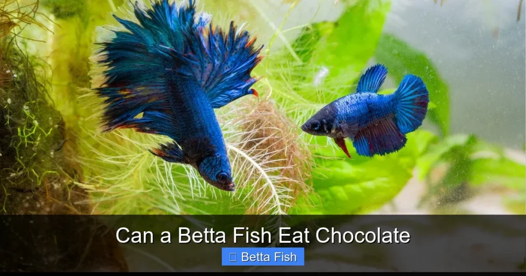 Can a Betta Fish Eat Chocolate
