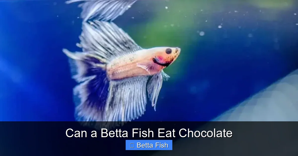 Can a Betta Fish Eat Chocolate
