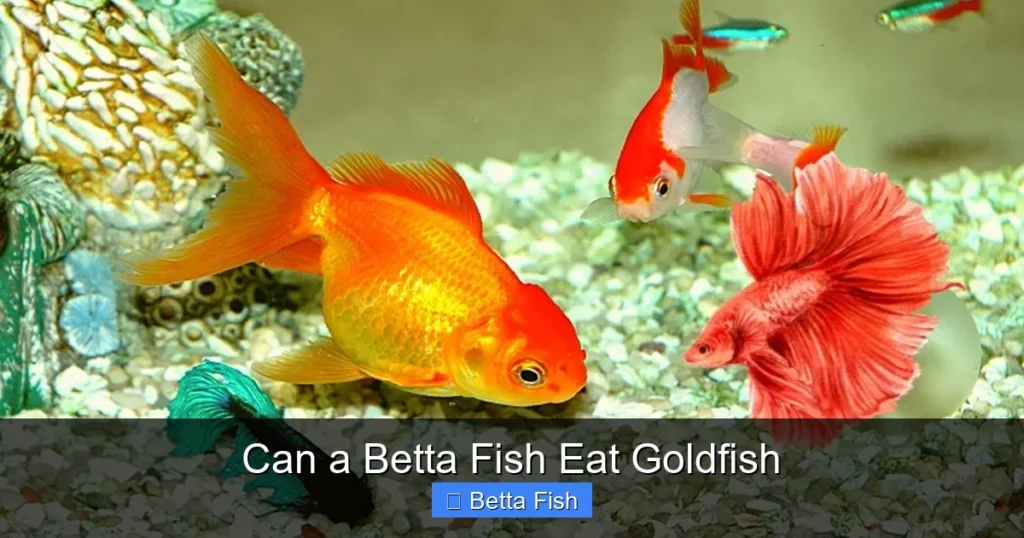 Can a Betta Fish Eat Goldfish