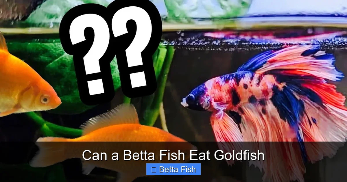 Can a Betta Fish Eat Goldfish