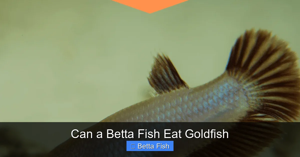 Can a Betta Fish Eat Goldfish
