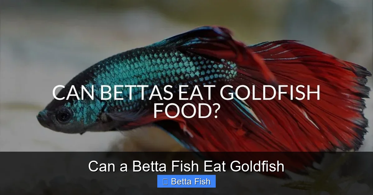 Can a Betta Fish Eat Goldfish