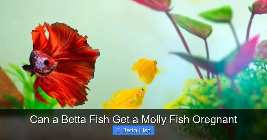 Can a Betta Fish Get a Molly Fish Oregnant