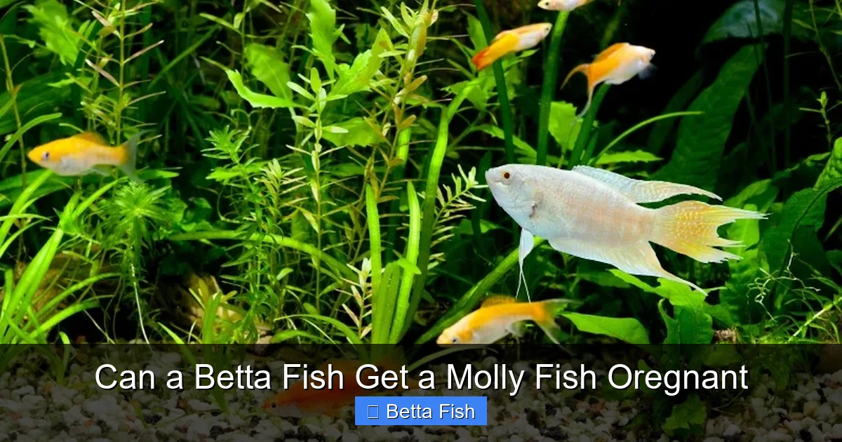 Can a Betta Fish Get a Molly Fish Oregnant