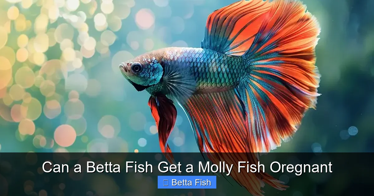 Can a Betta Fish Get a Molly Fish Oregnant